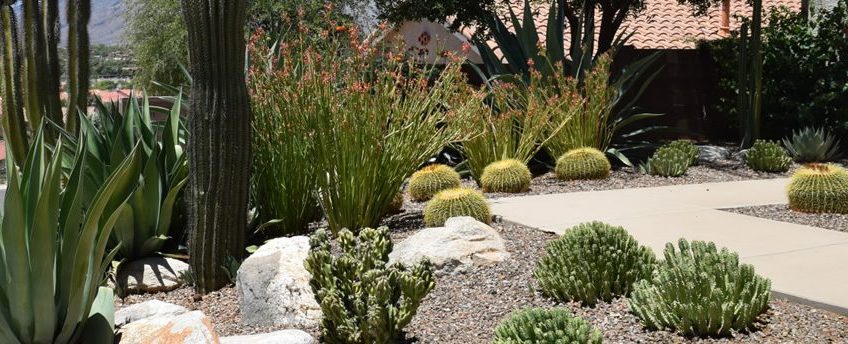 Residential Landscaping Services | Las Vegas