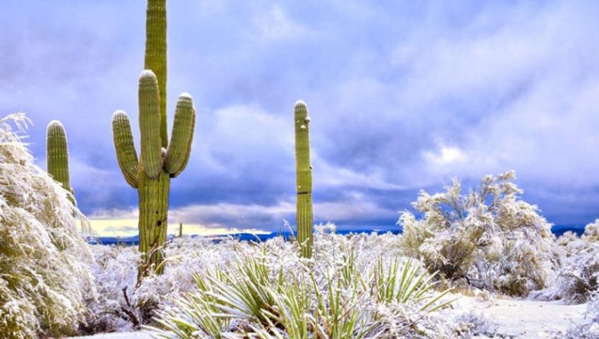 Desert at Winter Photo - Winter Landscape Care Tips for Las Vegas