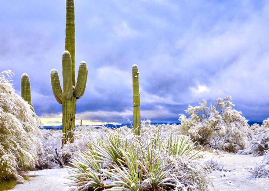 Winter Landscape Care Tips for Las Vegas