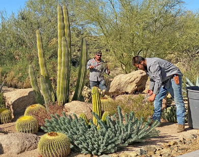 Photo of Landscape Maintenance being performed in Las Vegas