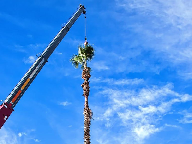 Photo of Palm Tree Removal in Las Vegas