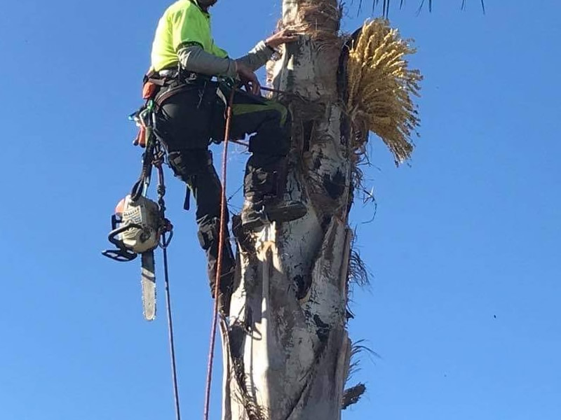 Photo of worker climbing a palm tree to trim it in Las Vegas