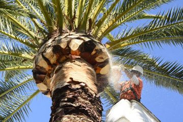 Photo of Palm Tree Trimming in Las Vegas