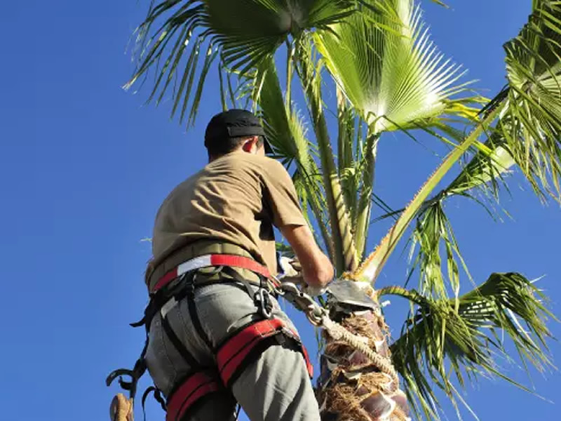 Photo of Landscaper on a Palm Tree trimming in Henderson, NV