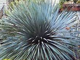 Photo: Desert Spoon Plant