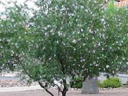 Photo: Desert Willow Tree