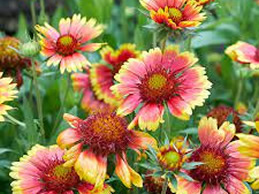 Photo: Indian Blanket Plant