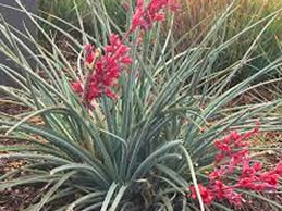 Photo: Red Yucca Plant