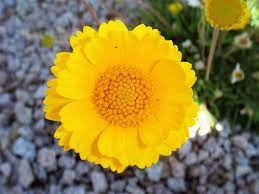 Photo: Desert Marigold