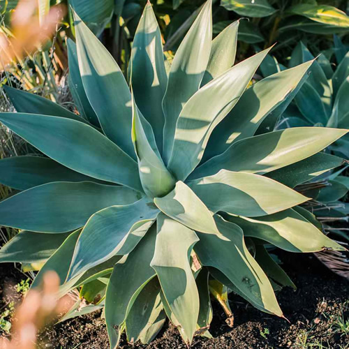 Best Cacti to Plant for Las Vegas Landscaping