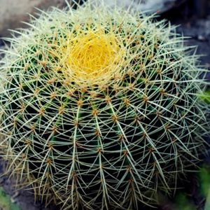 Photo of Barrel Cactus planted in Las Vegas, NV