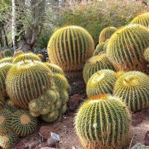 Photo of Golden Barrel Cactus planted in Las Vegas, NV