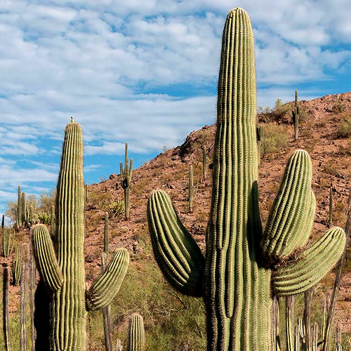 Best Cacti to Plant for Las Vegas Landscaping