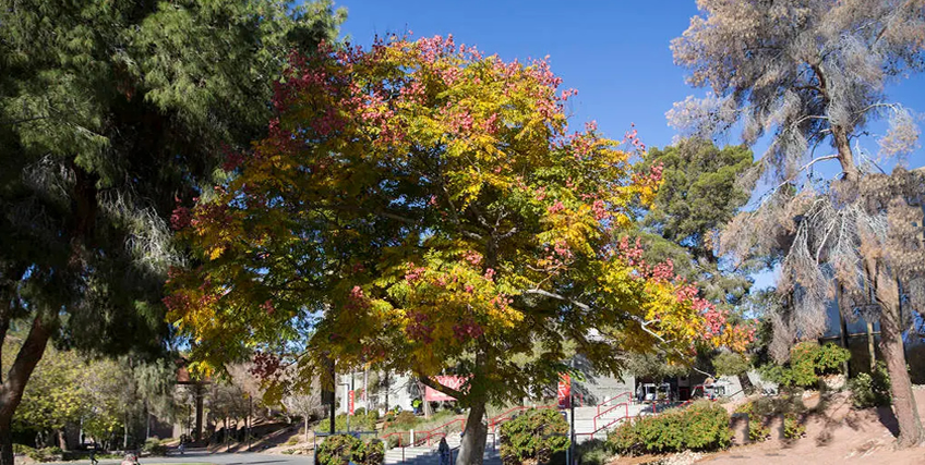 photo: Some of the Best Trees to Plant in Las Vegas