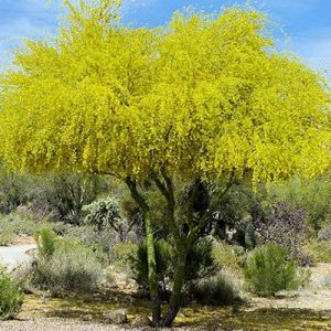 photo: Blue Palo Verde Tree