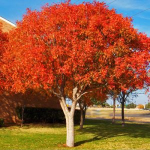 photo: Chinese Pistache Tree