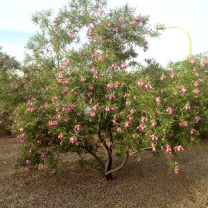 photo: Desert Willow Tree