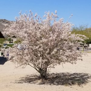 photo: Ironwood Tree