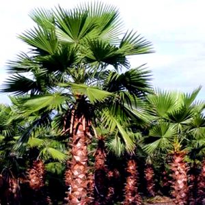 photo: Mexican Fan Palm Tree