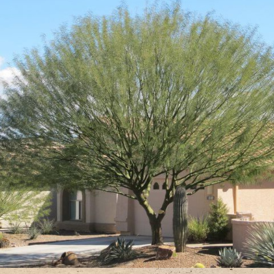 What Are The Best Trees to Plant in Las Vegas? | Desert Landscape