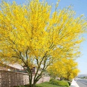 photo: Palo Verde Tree