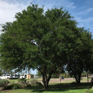 photo: Texas Ebony Tree