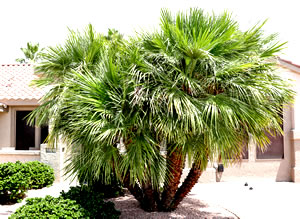 Photo of Mediterranean Fan Palm Tree - Palm Tree Care