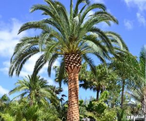 Photo of Pineapple Palm Tree in Las Vegas - Palm Tree Care