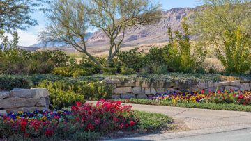 HOA desert landscape templates Las Vegas designed for SNWA and HOA compliance