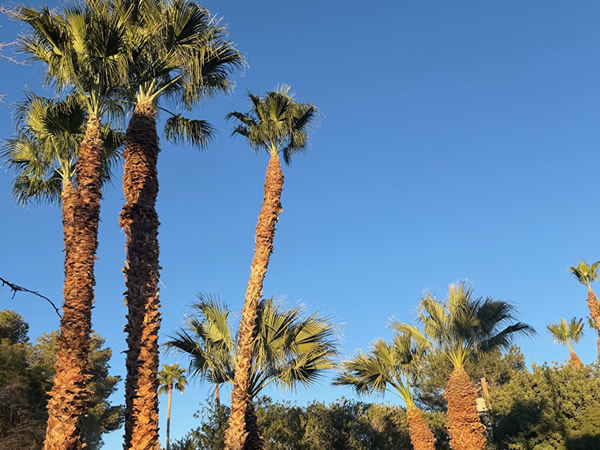 photo of Palm Trees trimmed by Chicago Landscape of Las Vegas