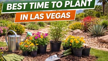 Best time to plant Las Vegas spring landscape with flowers and garden tools