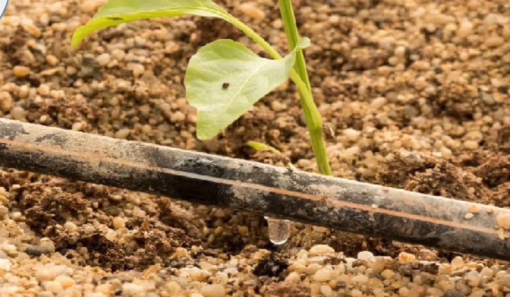 clogged irrigation dripper line 