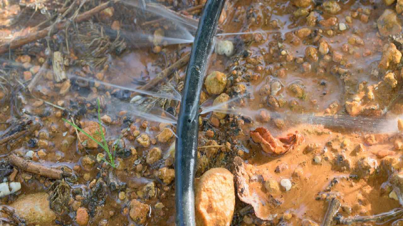 photo of drip irrigation line with several leaks