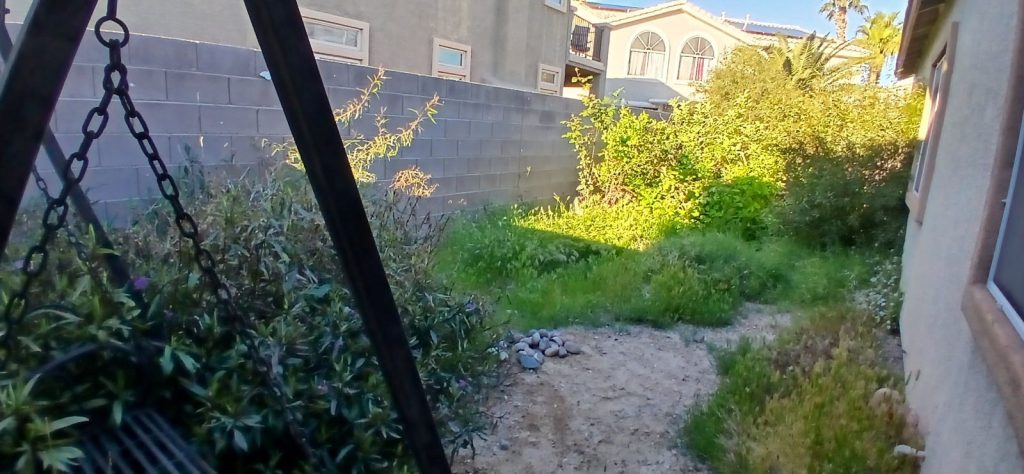Overgrown backyard before landscape remodel Las Vegas